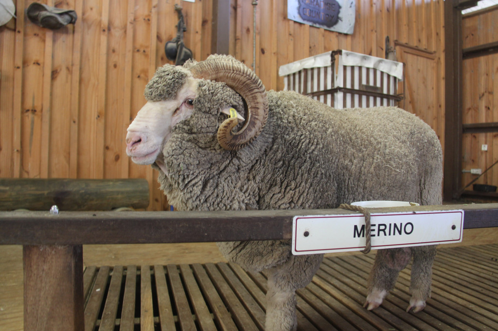 澳毛市場(chǎng)保持強(qiáng)勢(shì)，全面上漲 - 一周市場(chǎng)行情（2022.5.6）